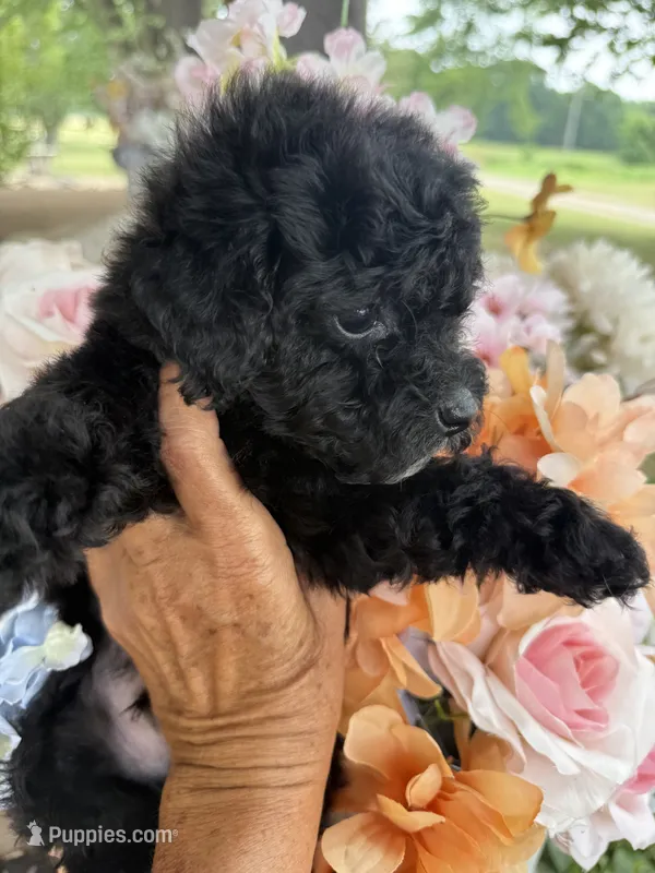 Buddy  – Poodle - Toy  puppy for sale in Perkins, OK