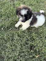 Ricky, a male Bichpoo for sale in Perkins, OK – 6 of 8