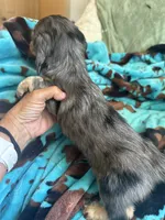 Wally , a male Miniature Dachshund for sale in Perkins, OK – 9 of 9