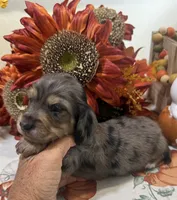Liberty , a female Miniature Dachshund for sale in Perkins, OK – 5 of 8