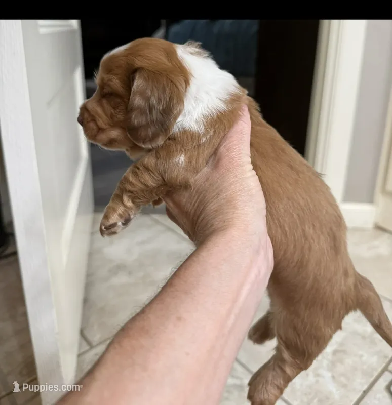 Charlotte, a male Miniature Dachshund for sale in Perkins, OK – 1 of 6