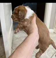 Charlotte, a male Miniature Dachshund for sale in Perkins, OK – 1 of 6