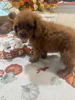 Ruthie , a female Cavapoo for sale in Perkins, OK – 10 of 10