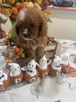 Julie Ann , a female Cavapoo for sale in Perkins, OK – 5 of 10