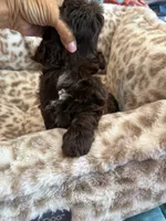 Chewy , a male Shihpoo for sale in Perkins, OK – 5 of 9