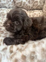 Chewy , a male Shihpoo for sale in Perkins, OK – 3 of 9