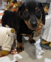 Flora , a female Miniature Dachshund for sale in Perkins, OK – 1 of 7