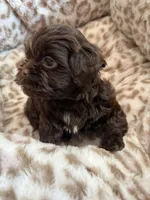 Chewy , a male Shihpoo for sale in Perkins, OK – 6 of 9