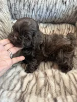 Teddy , a male Shihpoo for sale in Perkins, OK – 7 of 9