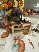 Harry , a male Miniature Dachshund for sale in Perkins, OK – 8 of 10