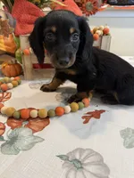 Neil , a male Miniature Dachshund for sale in Perkins, OK – 8 of 10