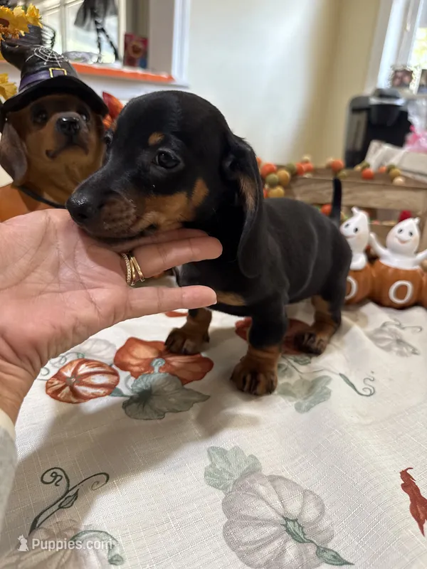 Jay – Miniature Dachshund puppy for sale in Perkins, OK