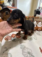 Jay, a male Miniature Dachshund for sale in Perkins, OK – 1 of 8