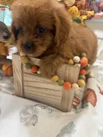 Zion , a male Cavapoo for sale in Perkins, OK – 7 of 9