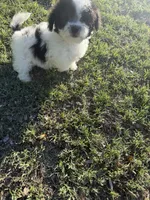 Todd, a male Bichpoo for sale in Perkins, OK – 7 of 10