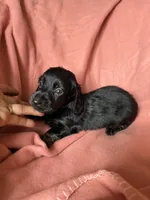Lainey, a female Miniature Dachshund for sale in Perkins, OK – 4 of 9
