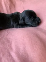 Lainey, a female Miniature Dachshund for sale in Perkins, OK – Photo 2 of 5