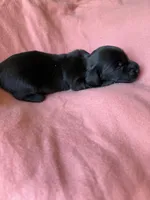 Lainey, a female Miniature Dachshund for sale in Perkins, OK – Photo 4 of 5