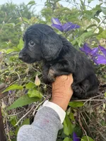 Lainey, a female Miniature Dachshund for sale in Perkins, OK – 8 of 9