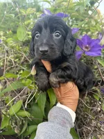 Lainey, a female Miniature Dachshund for sale in Perkins, OK – 6 of 9