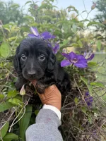 Lainey, a female Miniature Dachshund for sale in Perkins, OK – 2 of 9