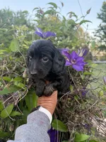 Lainey, a female Miniature Dachshund for sale in Perkins, OK – 3 of 9