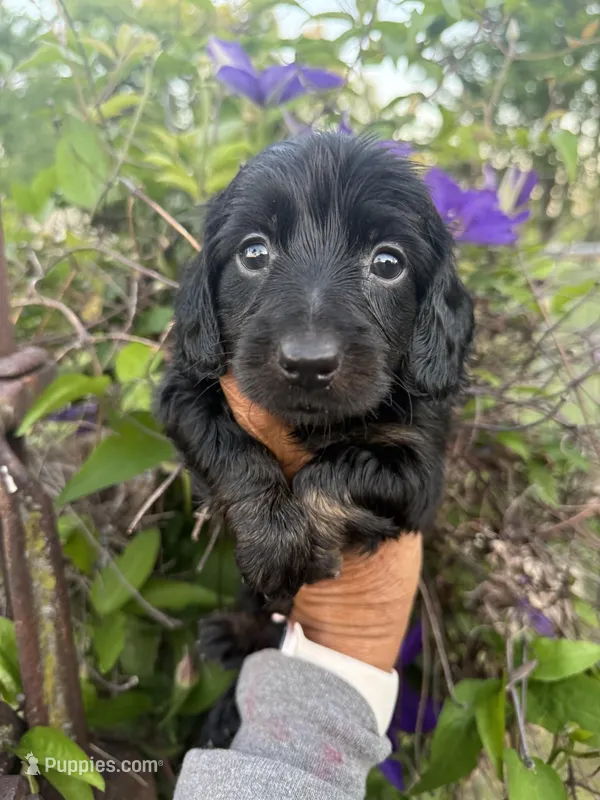 Lainey – Miniature Dachshund puppy on hold in Perkins, OK