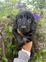 Lainey, a female Miniature Dachshund for sale in Perkins, OK – 1 of 9
