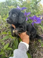Lainey, a female Miniature Dachshund for sale in Perkins, OK – 7 of 9