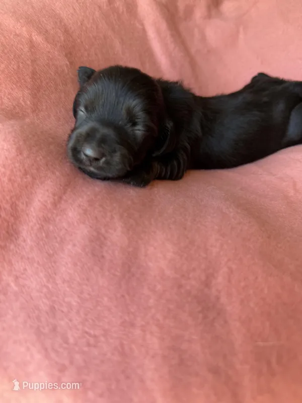 Lainey – Miniature Dachshund puppy for sale in Perkins, OK
