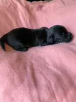 Lainey, a female Miniature Dachshund for sale in Perkins, OK – Photo 3 of 5