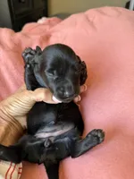 Lainey, a female Miniature Dachshund for sale in Perkins, OK – Photo 5 of 5