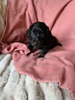 Lainey, a female Miniature Dachshund for sale in Perkins, OK – 5 of 9