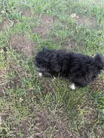 Bubs, a male Bichpoo for sale in Perkins, OK – 3 of 5
