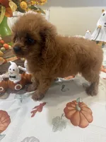 Daisy , a female Cavapoo for sale in Perkins, OK – 3 of 7