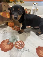 Flora , a female Miniature Dachshund for sale in Perkins, OK – 5 of 7