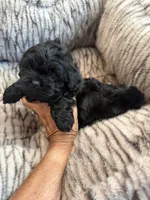 Freddy, a male Shihpoo for sale in Perkins, OK – 5 of 9