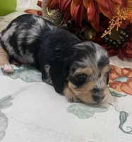 Betsy , a female Miniature Dachshund for sale in Perkins, OK – 4 of 10