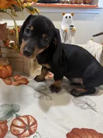 Flora , a female Miniature Dachshund for sale in Perkins, OK – 4 of 7