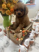 Ruthie , a female Cavapoo for sale in Perkins, OK – 6 of 10