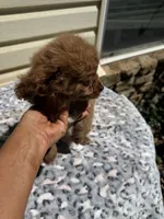 Joey, a male Cavapoo for sale in Perkins, OK – 5 of 7