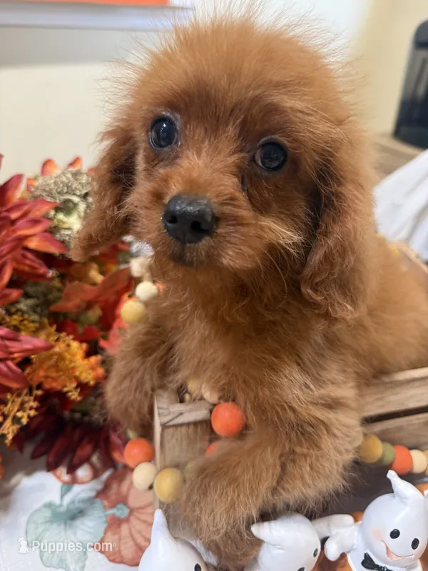 Daisy  – Cavapoo puppy for sale in Perkins, OK