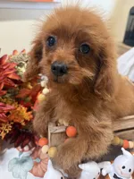 Daisy , a female Cavapoo for sale in Perkins, OK – 1 of 7