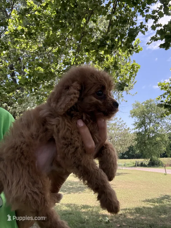 Teddy – Cavapoo puppy for sale in Perkins, OK