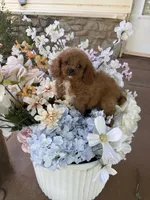 Joey, a male Cavapoo for sale in Perkins, OK – 6 of 7