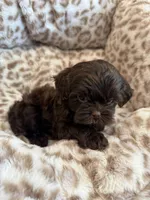 Chewy , a male Shihpoo for sale in Perkins, OK – 2 of 9
