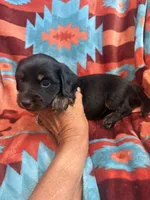 Sandy , a female Miniature Dachshund for sale in Perkins, OK – 7 of 9