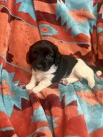 Sarah , a female Miniature Dachshund for sale in Perkins, OK – 3 of 6