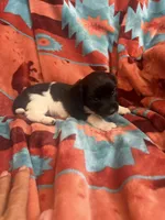 Sarah , a female Miniature Dachshund for sale in Perkins, OK – 2 of 6
