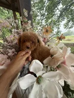 Chloe, a female Poodle - Miniature  for sale in Perkins, OK – 4 of 9